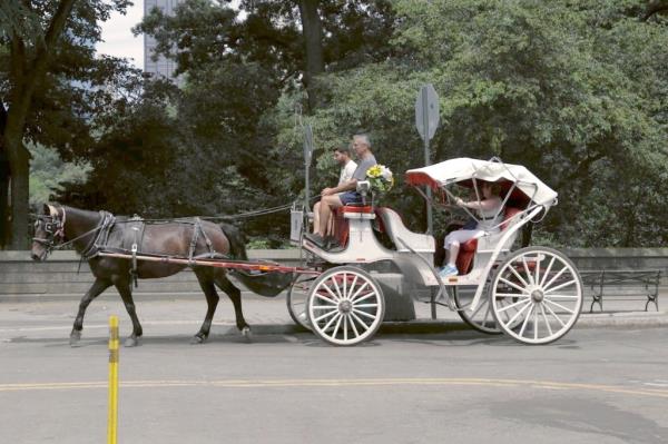 a white carriage being pulled by a dark horse